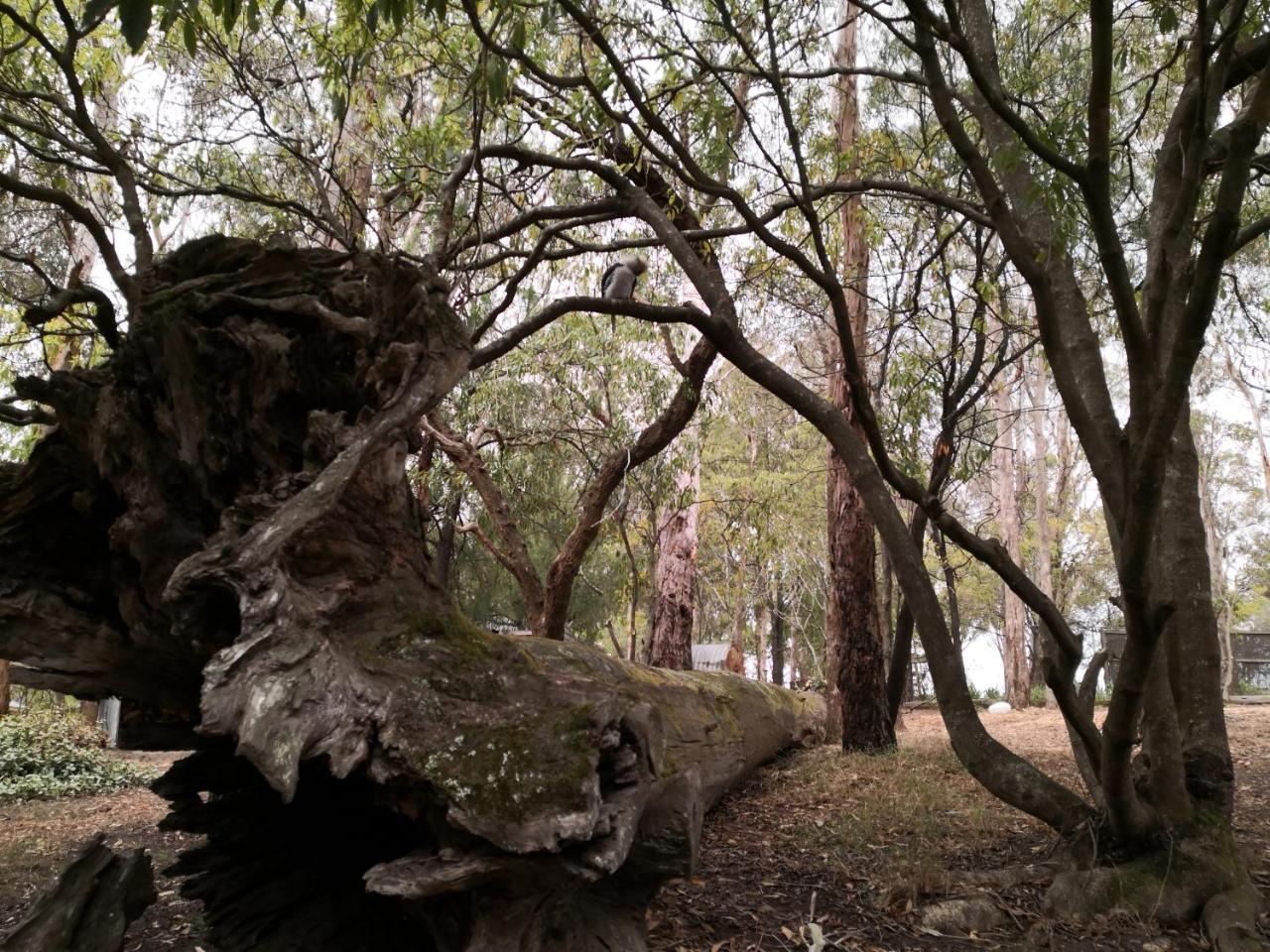 Kalimna Woods cabañas Lakes Entrance Exterior foto